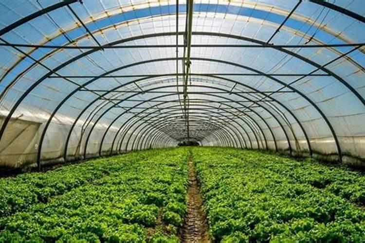 花生打药后几小时下雨有效,花生打药是上午好还是下午好