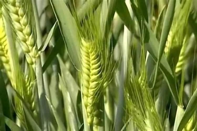 小麦需要什么肥料