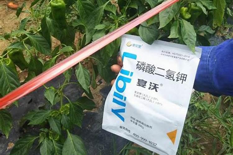 氨基酸水溶肥的危害