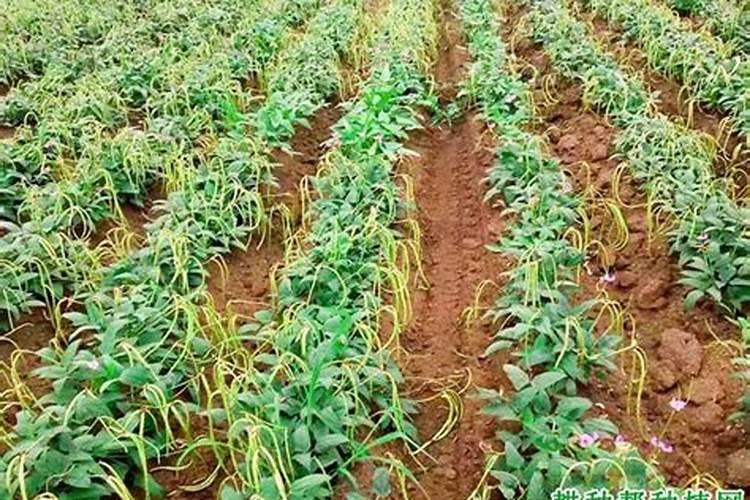 请问芸苔素可以直接喷在豆角上吗？