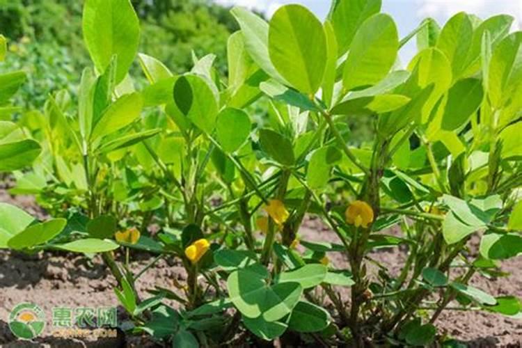 种植花生施肥时间及方法 用什么肥料产量高