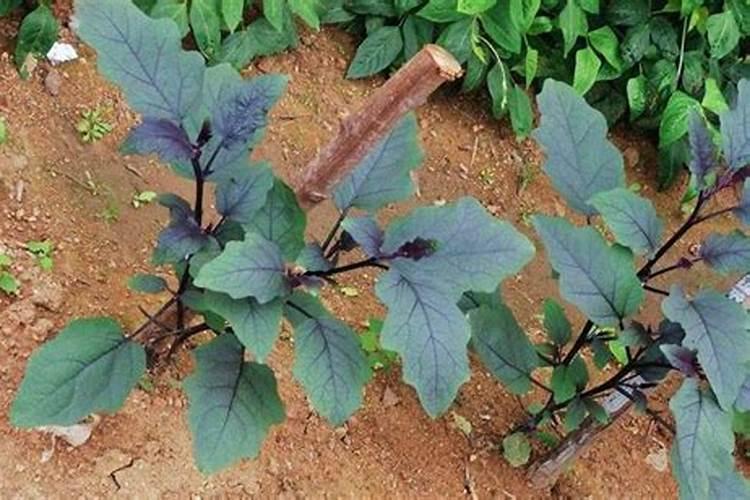 栽茄子苗的时候需要用底肥吗 栽茄子苗的时候需不需要用底肥