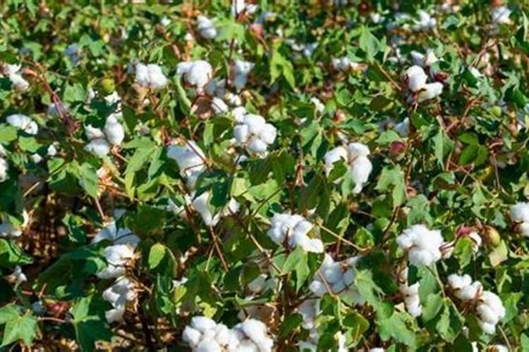 兰登水溶肥用在棉花上几公斤