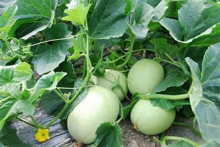 冷棚甜瓜种植技术