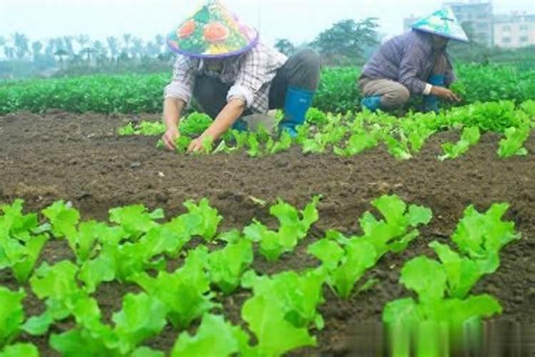阳台种菜需哪些肥料