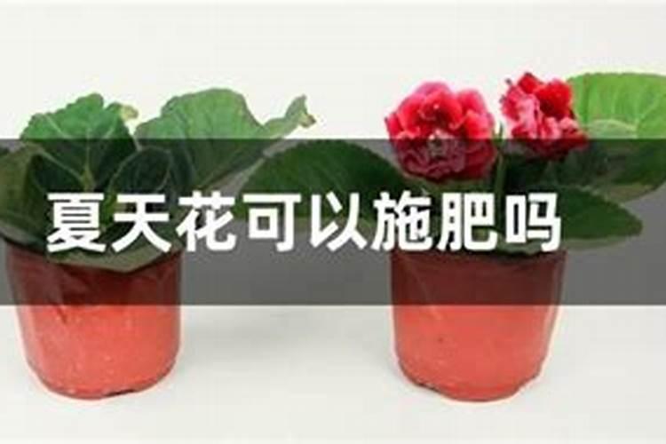 长寿花夏天可以施肥吗,长寿花施肥技巧