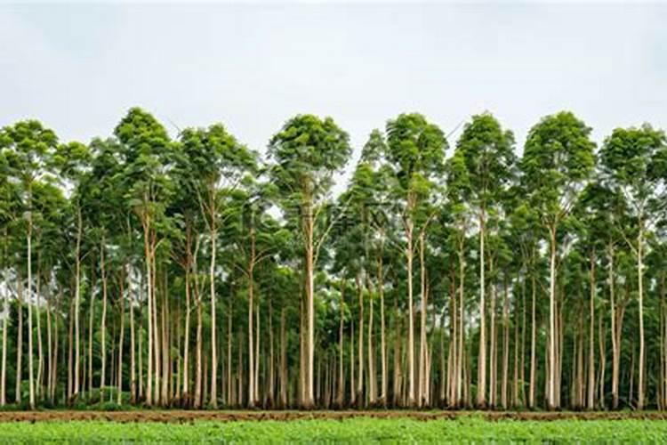 桉树肥料哪个牌子好