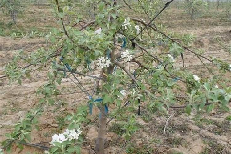 苹果树落花后打什么杀菌药和杀虫药