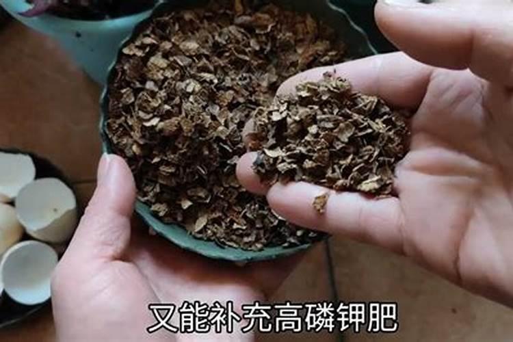 钾肥施哪最好？
