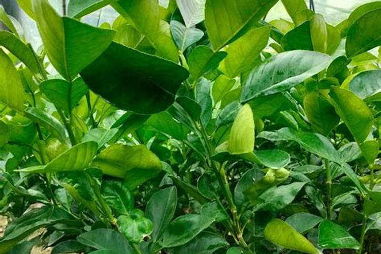 红肉蜜柚成熟期可以施肥吗