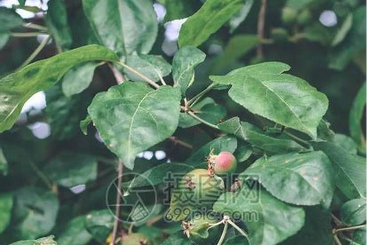 苹果树用什么肥料进行追肥