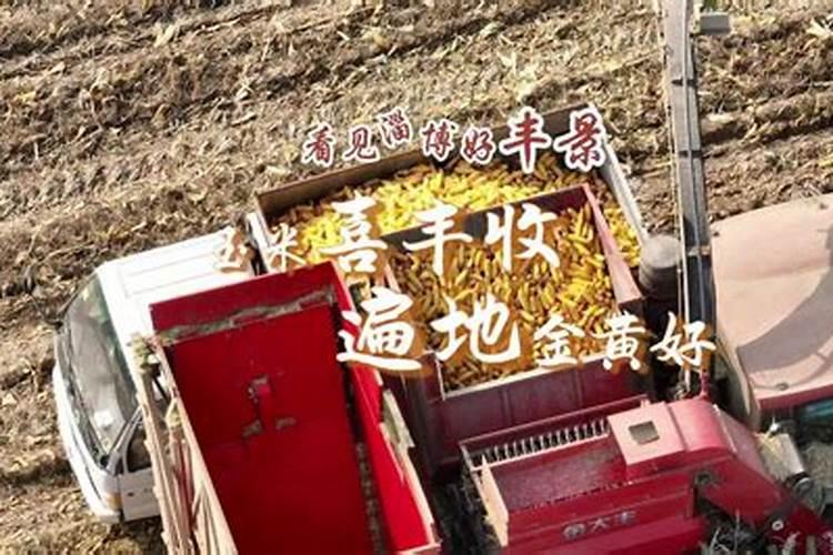 玉米专用叶面肥什么牌子好