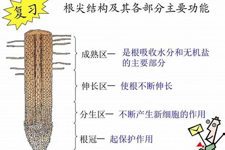 植物如何通过根系吸收水分？