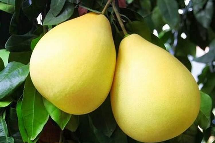 柚子雨后花期怎么管理