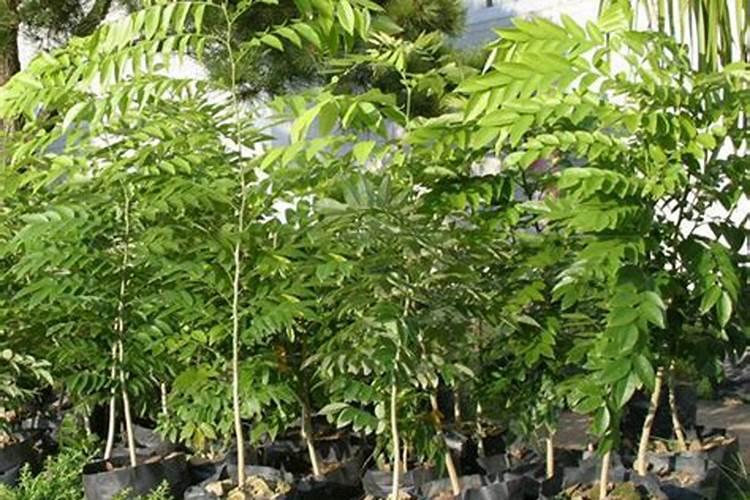 种黄花梨要用什么肥料