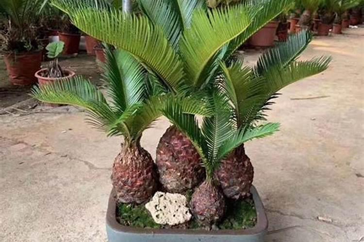 铁树室内种植方法