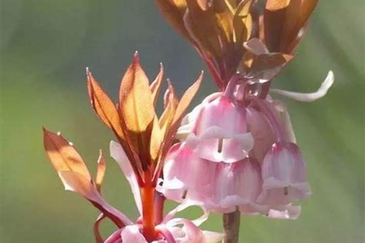 吊钟花施什么肥料