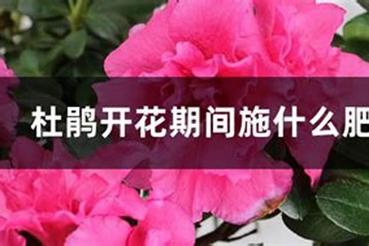 杜鹃开花期间施什么肥,能喷磷酸二氢钾吗