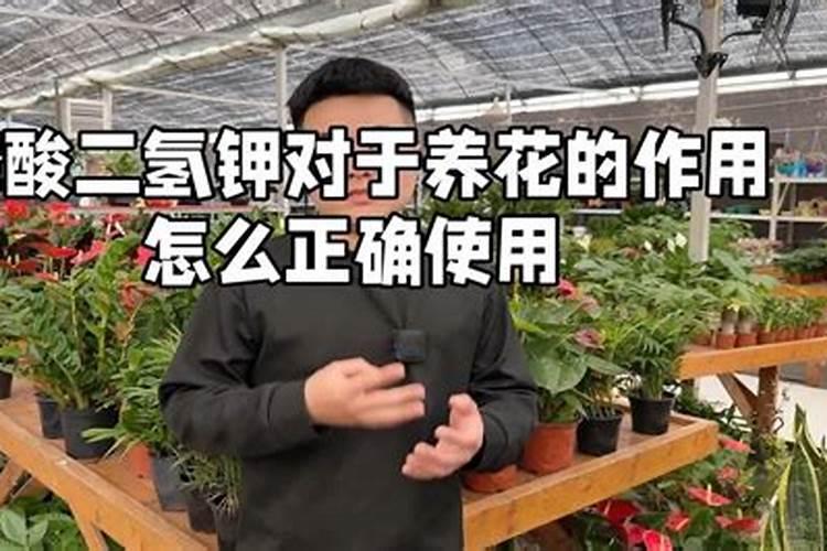杜鹃开花期间施什么肥,能喷磷酸二氢钾吗