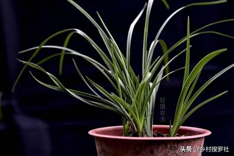 柿子树价格多少钱一棵？柿子树种植技术与管理方法介绍
