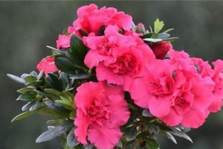 茶花春天需要施肥吗