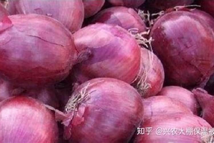 洋葱春季什么时候浇水施肥