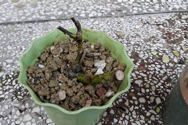 花苗移植多久可以施肥 花苗移植后多久开始施肥