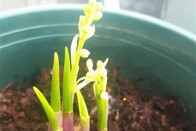 怎样让蝴蝶兰开花