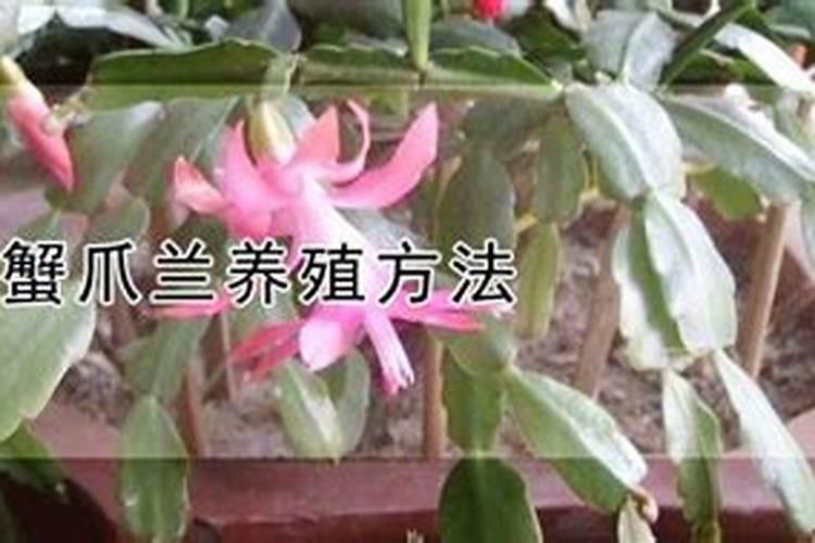 蟹爪兰烂根是什么原因怎么处理