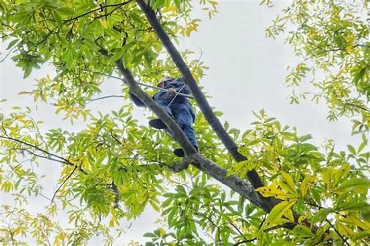 艾花硼肥核桃树什么时候喷最好