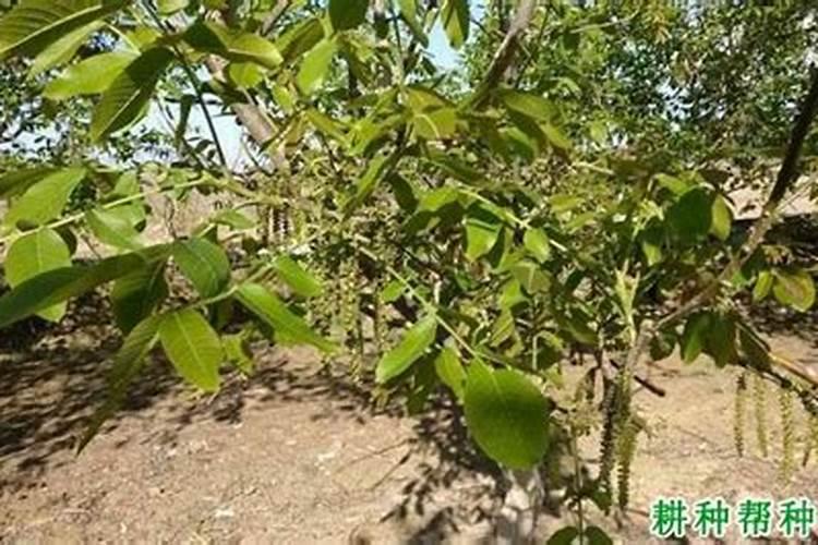 对核桃树施加硼肥有什么作用