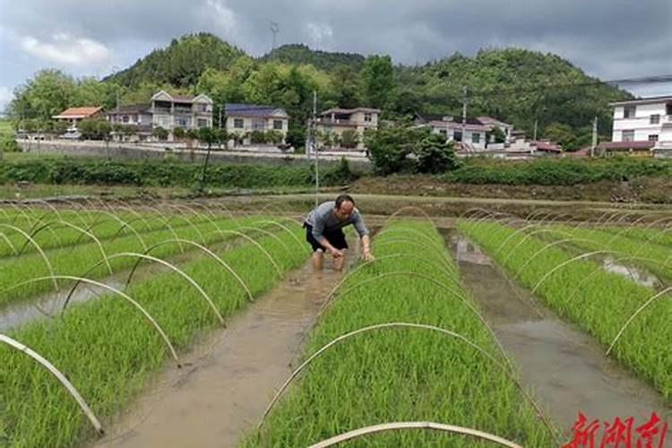 油茶开花时期应该喷何种叶面肥？