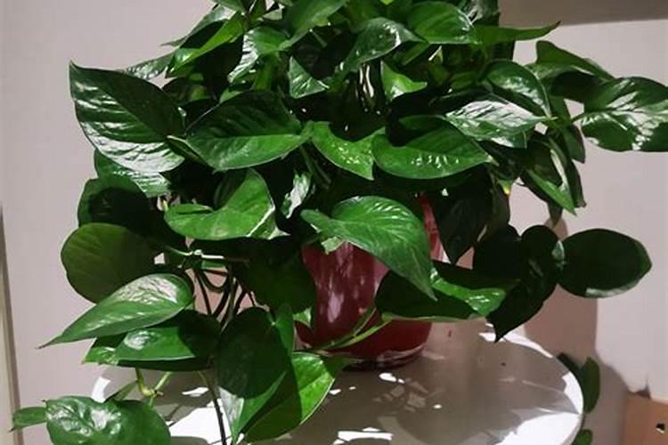 桃树春季花期怎样管理？如何施肥？怎样预防病虫害？