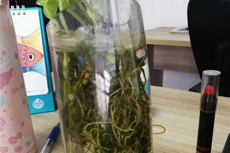 绿萝养护如何追肥 追什么肥