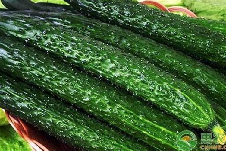 黄瓜用平衡肥好还是高钾肥 黄瓜用什么肥料好