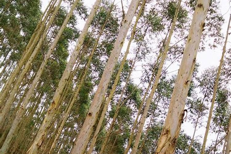 桉树放什么肥长得快粗壮