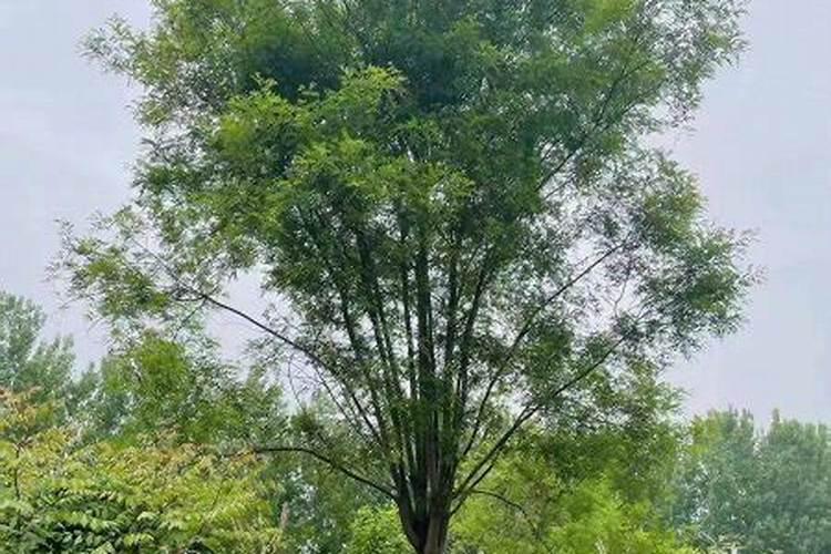 国槐叶子发黄掉落怎么回事？