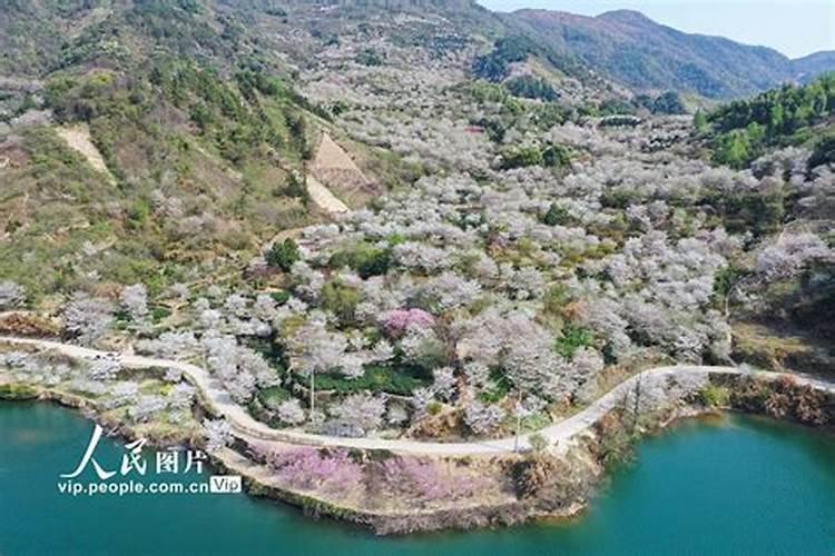 樱花锦多肉怎么养