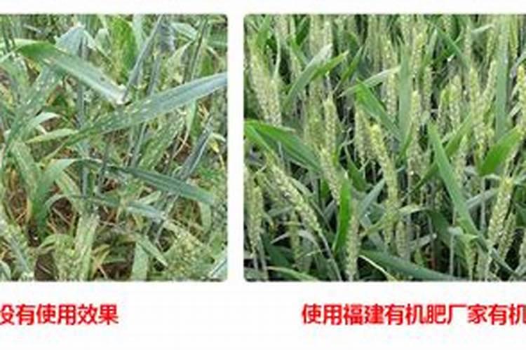 绿萝刚移植进盆能浇水吗