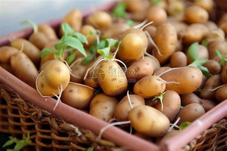 土豆种植用什么肥料好