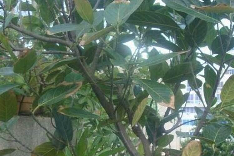 怎么才能种菠萝蜜 种菠萝蜜的方法