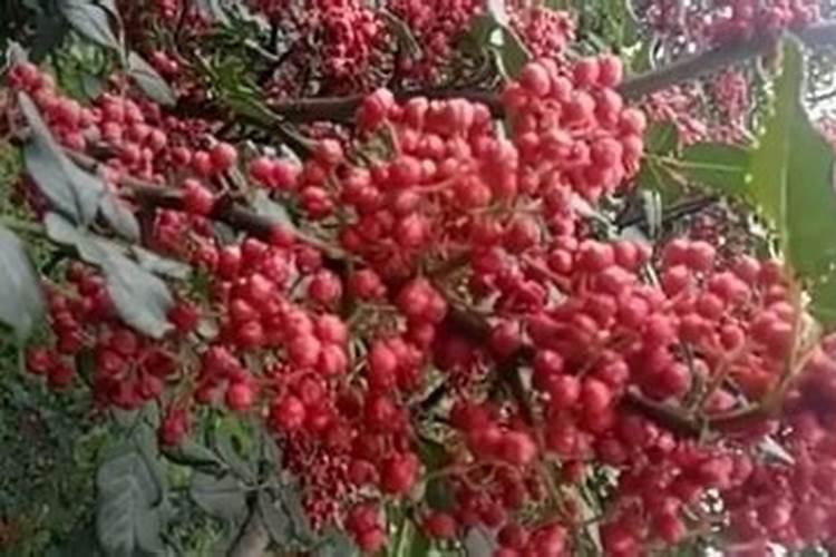 刚结果的花椒树上什么肥好