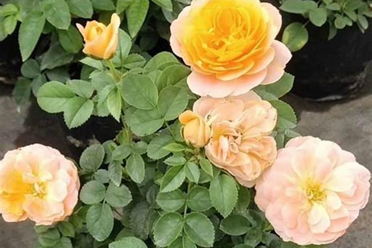 如何给月季花施肥