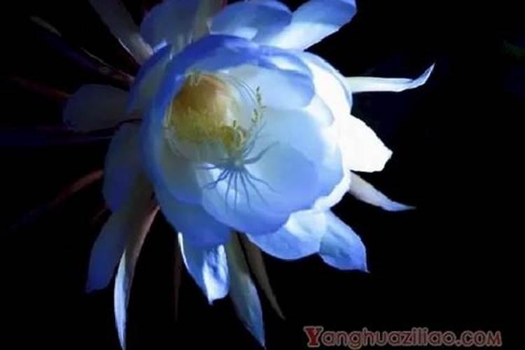 昙花施什么肥最好