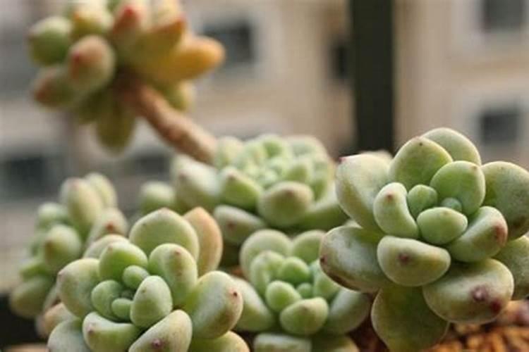 多肉植物如何养