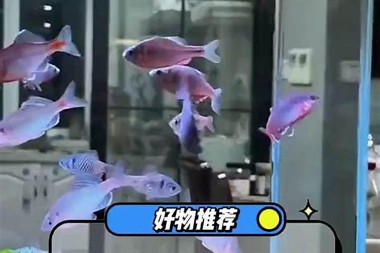 鱼缸里加氮肥会不会影响鱼？