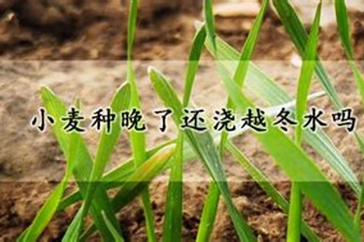 小麦打什么叶面肥增产