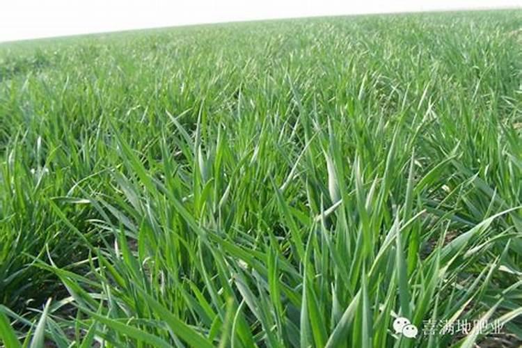 种植小麦哪时候施肥合适 小麦什么时候施肥好