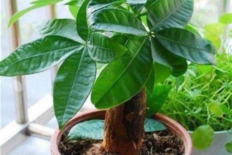 种植发财树的窍门