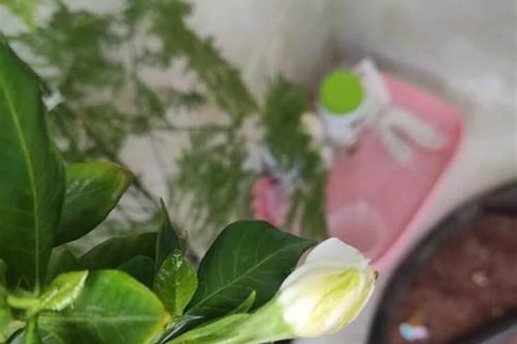 栀子花不开花怎么办,多半是水肥不当引起的